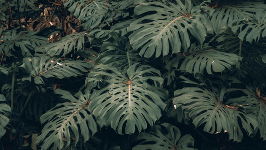 La Importancia de los Moss Poles para el Crecimiento de tus Plantas Trepadoras